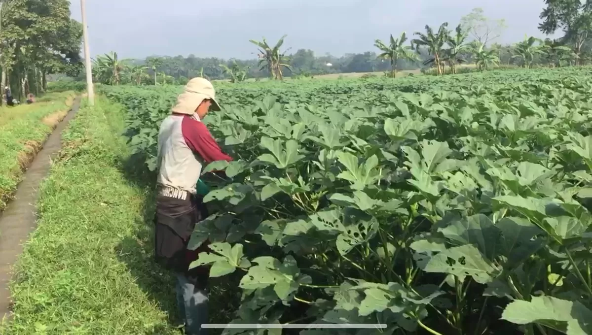 hasil panen petani