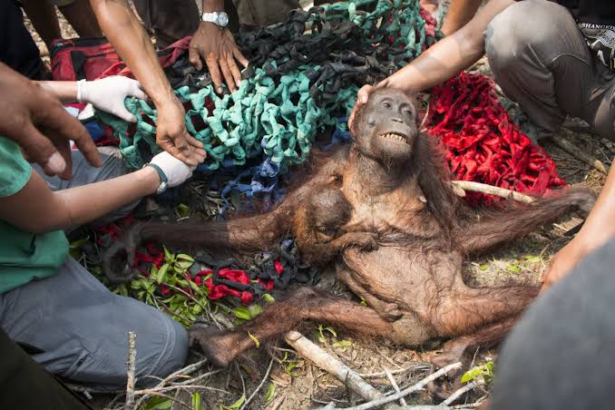 orang utan kalimantan kebakaran hutan